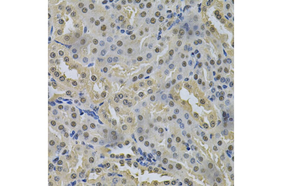 Immunohistochemistry - Anti-NRF1 Antibody (A14190) - Antibodies.com