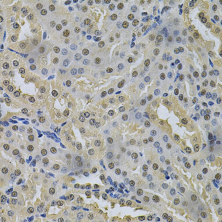 Immunohistochemistry - Anti-NRF1 Antibody (A14190) - Antibodies.com