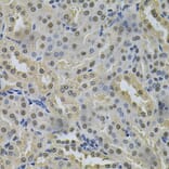 Immunohistochemistry - Anti-NRF1 Antibody (A14190) - Antibodies.com