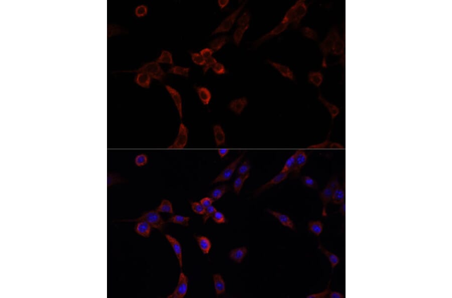Immunofluorescence - Anti-NRF1 Antibody (A14190) - Antibodies.com