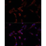 Immunofluorescence - Anti-NRF1 Antibody (A14190) - Antibodies.com