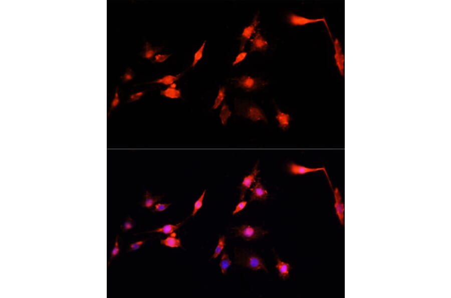 Immunofluorescence - Anti-NRF1 Antibody (A14190) - Antibodies.com