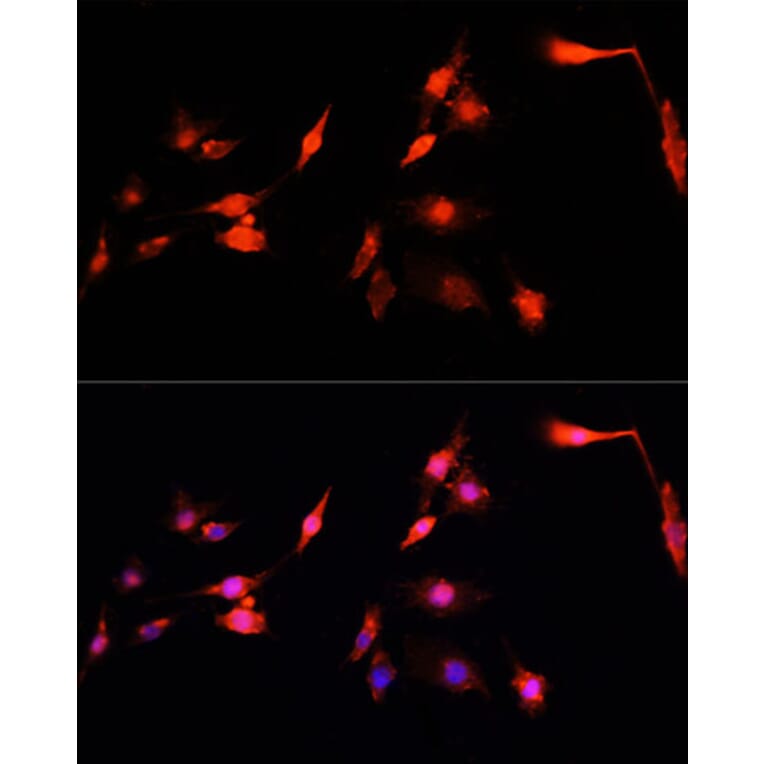 Immunofluorescence - Anti-NRF1 Antibody (A14190) - Antibodies.com