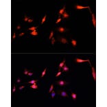 Immunofluorescence - Anti-NRF1 Antibody (A14190) - Antibodies.com