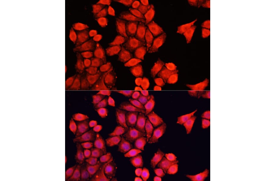 Immunofluorescence - Anti-NRF1 Antibody (A14190) - Antibodies.com