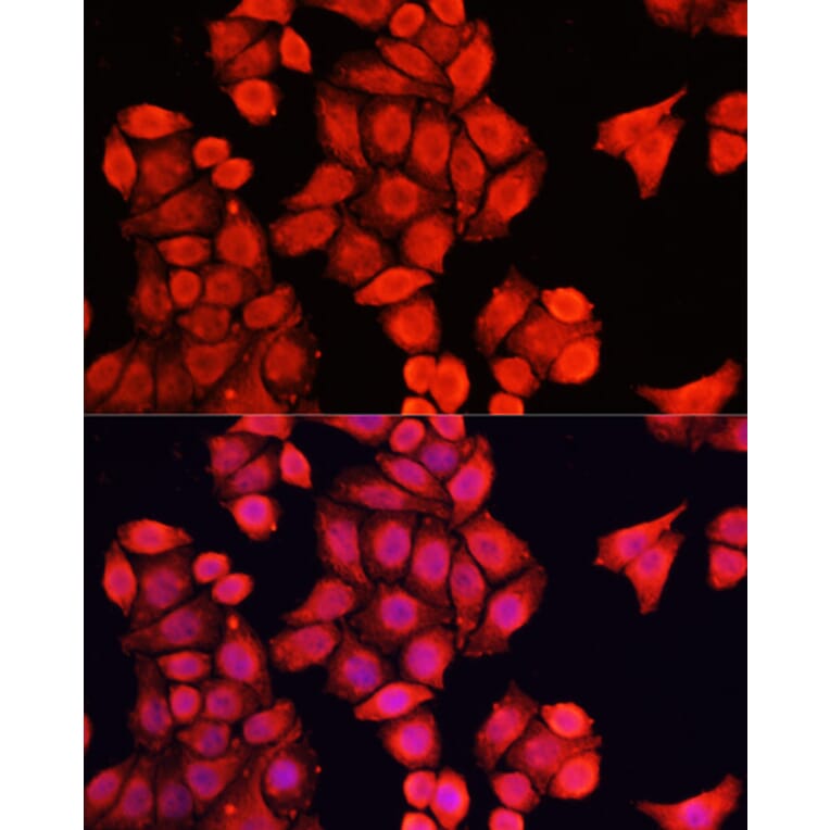 Immunofluorescence - Anti-NRF1 Antibody (A14190) - Antibodies.com