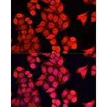 Immunofluorescence - Anti-NRF1 Antibody (A14190) - Antibodies.com
