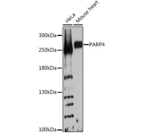 Western Blot - Anti-PARP4 Antibody (A92098) - Antibodies.com