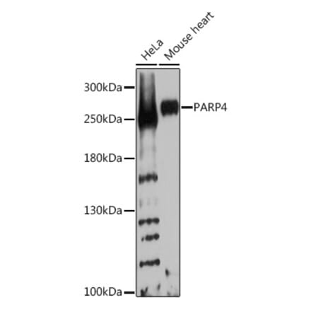 Western Blot - Anti-PARP4 Antibody (A92098) - Antibodies.com