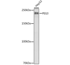 Western Blot - Anti-PEG3 Antibody (A92099) - Antibodies.com