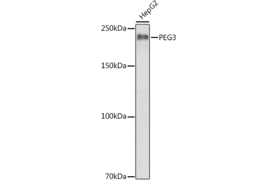 Western Blot - Anti-PEG3 Antibody (A92099) - Antibodies.com