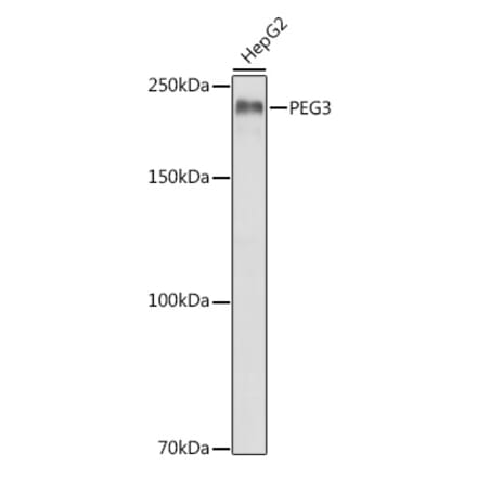 Western Blot - Anti-PEG3 Antibody (A92099) - Antibodies.com