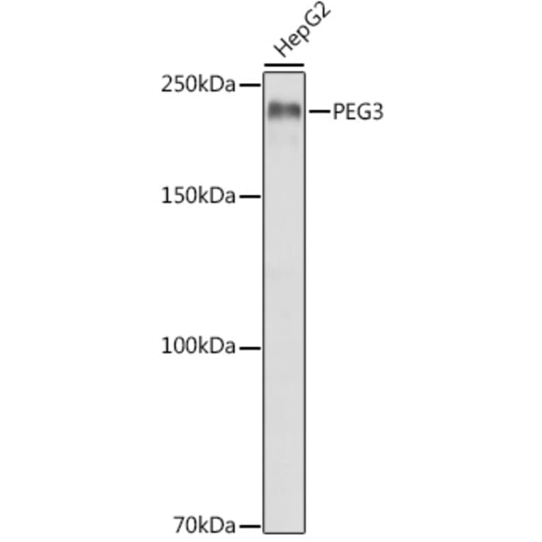 Western Blot - Anti-PEG3 Antibody (A92099) - Antibodies.com