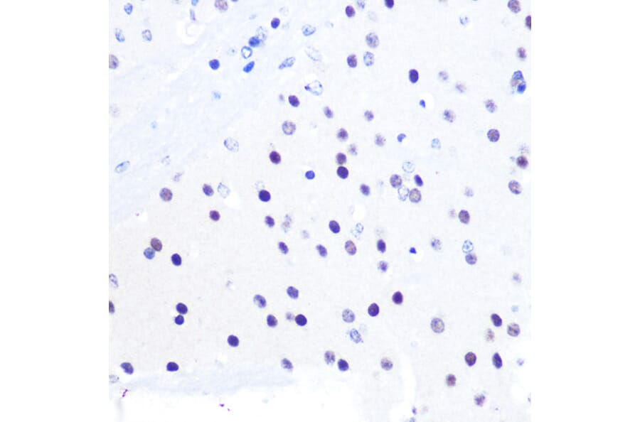 Immunohistochemistry - Anti-PEG3 Antibody (A92099) - Antibodies.com