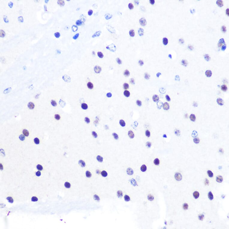 Immunohistochemistry - Anti-PEG3 Antibody (A92099) - Antibodies.com