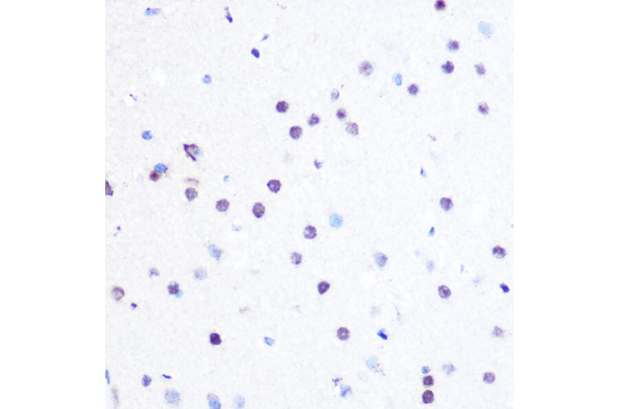 Immunohistochemistry - Anti-PEG3 Antibody (A92099) - Antibodies.com