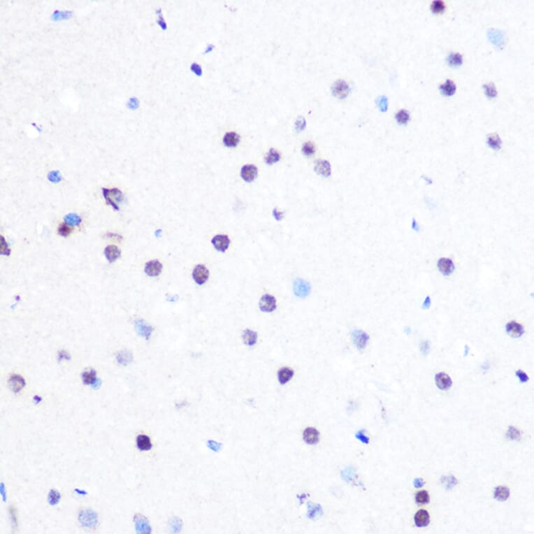 Immunohistochemistry - Anti-PEG3 Antibody (A92099) - Antibodies.com