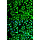 Immunofluorescence - Anti-ALKBH4 Antibody (A92104) - Antibodies.com