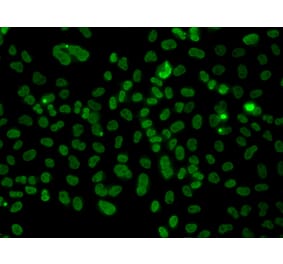Immunofluorescence - Anti-PLCXD2 Antibody (A92106) - Antibodies.com
