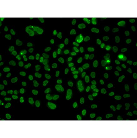 Immunofluorescence - Anti-PLCXD2 Antibody (A92106) - Antibodies.com