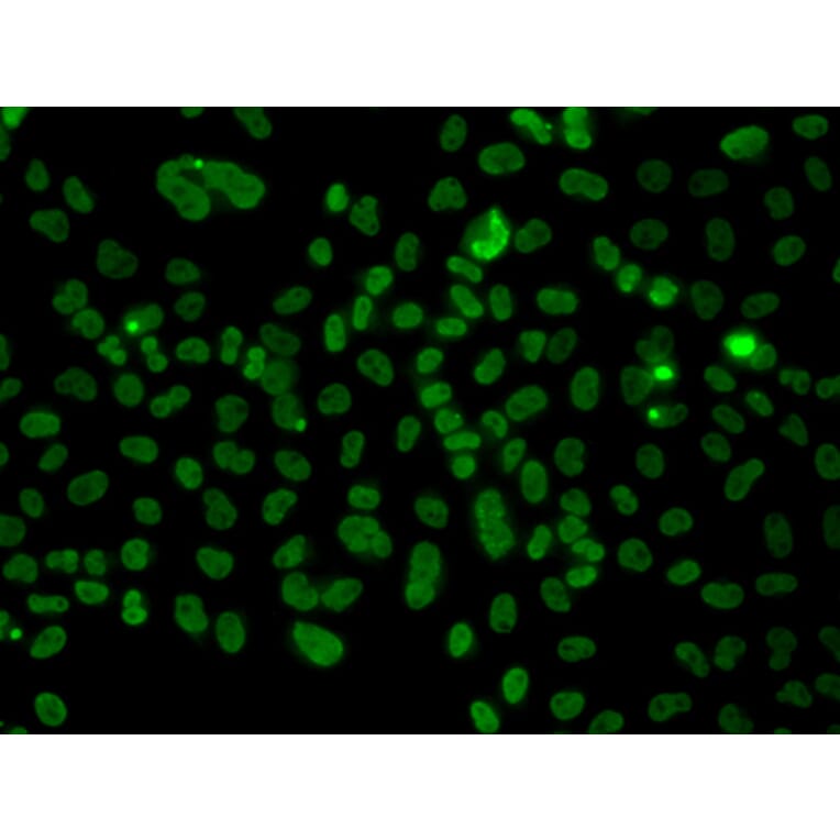 Immunofluorescence - Anti-PLCXD2 Antibody (A92106) - Antibodies.com