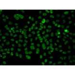 Immunofluorescence - Anti-PLCXD2 Antibody (A92106) - Antibodies.com