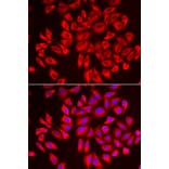 Immunofluorescence - Anti-WDR68 Antibody (A92116) - Antibodies.com