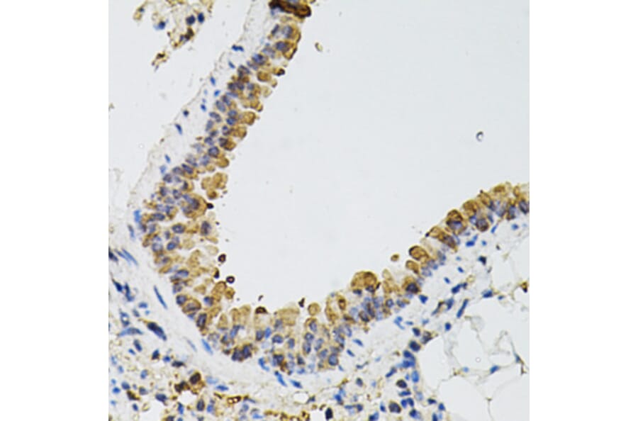 Immunohistochemistry - Anti-ARHGEF2 Antibody (A12547) - Antibodies.com