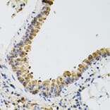 Immunohistochemistry - Anti-ARHGEF2 Antibody (A12547) - Antibodies.com