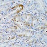 Immunohistochemistry - Anti-MOAP1 Antibody (A12599) - Antibodies.com