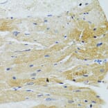 Immunohistochemistry - Anti-MOAP1 Antibody (A12599) - Antibodies.com