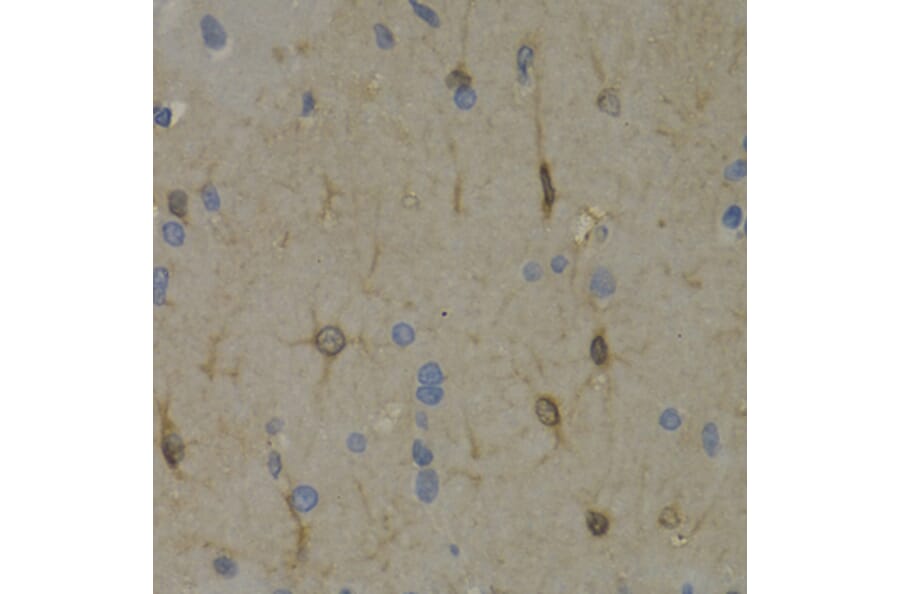 Immunohistochemistry - Anti-Wnt3a Antibody (A92123) - Antibodies.com