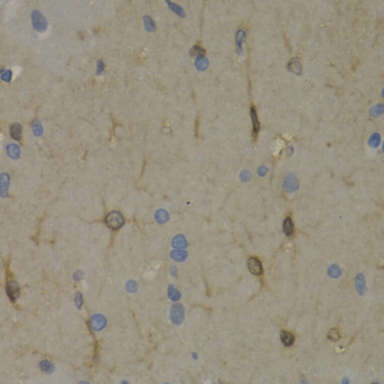 Immunohistochemistry - Anti-Wnt3a Antibody (A92123) - Antibodies.com