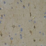 Immunohistochemistry - Anti-Wnt3a Antibody (A92123) - Antibodies.com