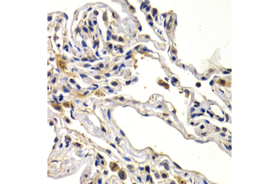 Immunohistochemistry - Anti-Wnt3a Antibody (A92123) - Antibodies.com