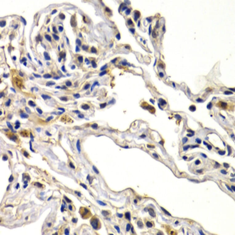 Immunohistochemistry - Anti-Wnt3a Antibody (A92123) - Antibodies.com