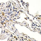 Immunohistochemistry - Anti-Wnt3a Antibody (A92123) - Antibodies.com