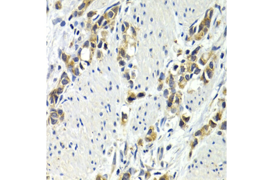 Immunohistochemistry - Anti-Wnt3a Antibody (A92123) - Antibodies.com