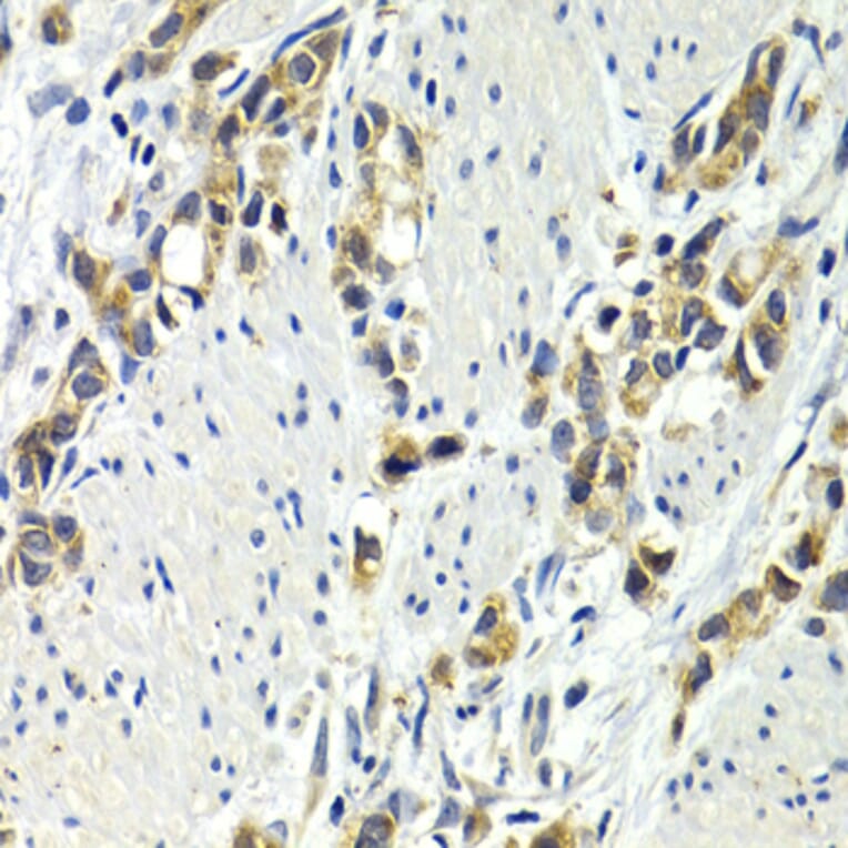 Immunohistochemistry - Anti-Wnt3a Antibody (A92123) - Antibodies.com