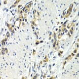 Immunohistochemistry - Anti-Wnt3a Antibody (A92123) - Antibodies.com