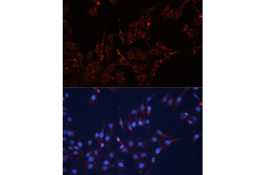 Immunofluorescence - Anti-GNAI2 Antibody (A92125) - Antibodies.com