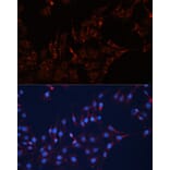 Immunofluorescence - Anti-GNAI2 Antibody (A92125) - Antibodies.com