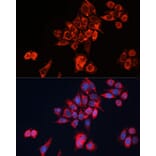 Immunofluorescence - Anti-GNAI2 Antibody (A92125) - Antibodies.com