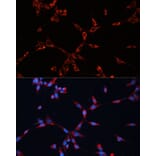 Immunofluorescence - Anti-GNAI2 Antibody (A92125) - Antibodies.com