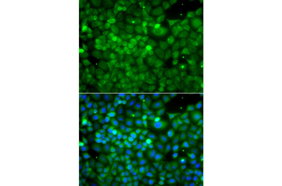 Immunofluorescence - Anti-POC1A Antibody (A13409) - Antibodies.com