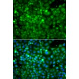Immunofluorescence - Anti-POC1A Antibody (A13409) - Antibodies.com