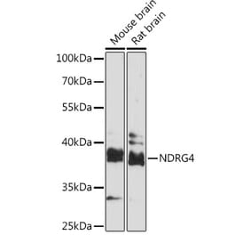 Western Blot - Anti-NDRG4 Antibody (A92134) - Antibodies.com