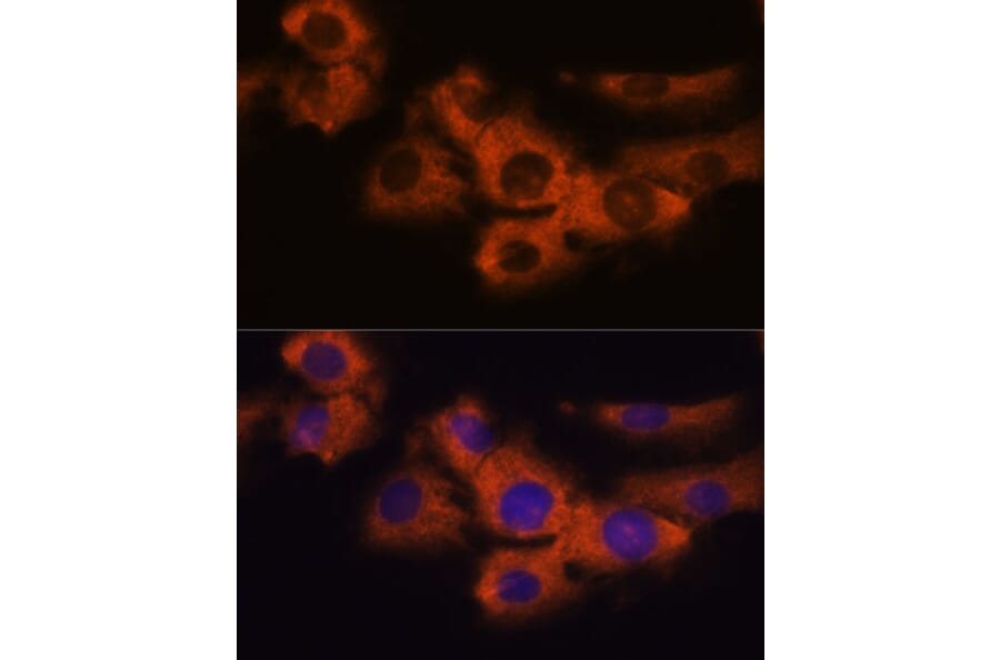 Immunofluorescence - Anti-NDRG4 Antibody (A92134) - Antibodies.com