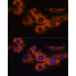 Immunofluorescence - Anti-NDRG4 Antibody (A92134) - Antibodies.com