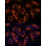 Immunofluorescence - Anti-NDRG4 Antibody (A92134) - Antibodies.com